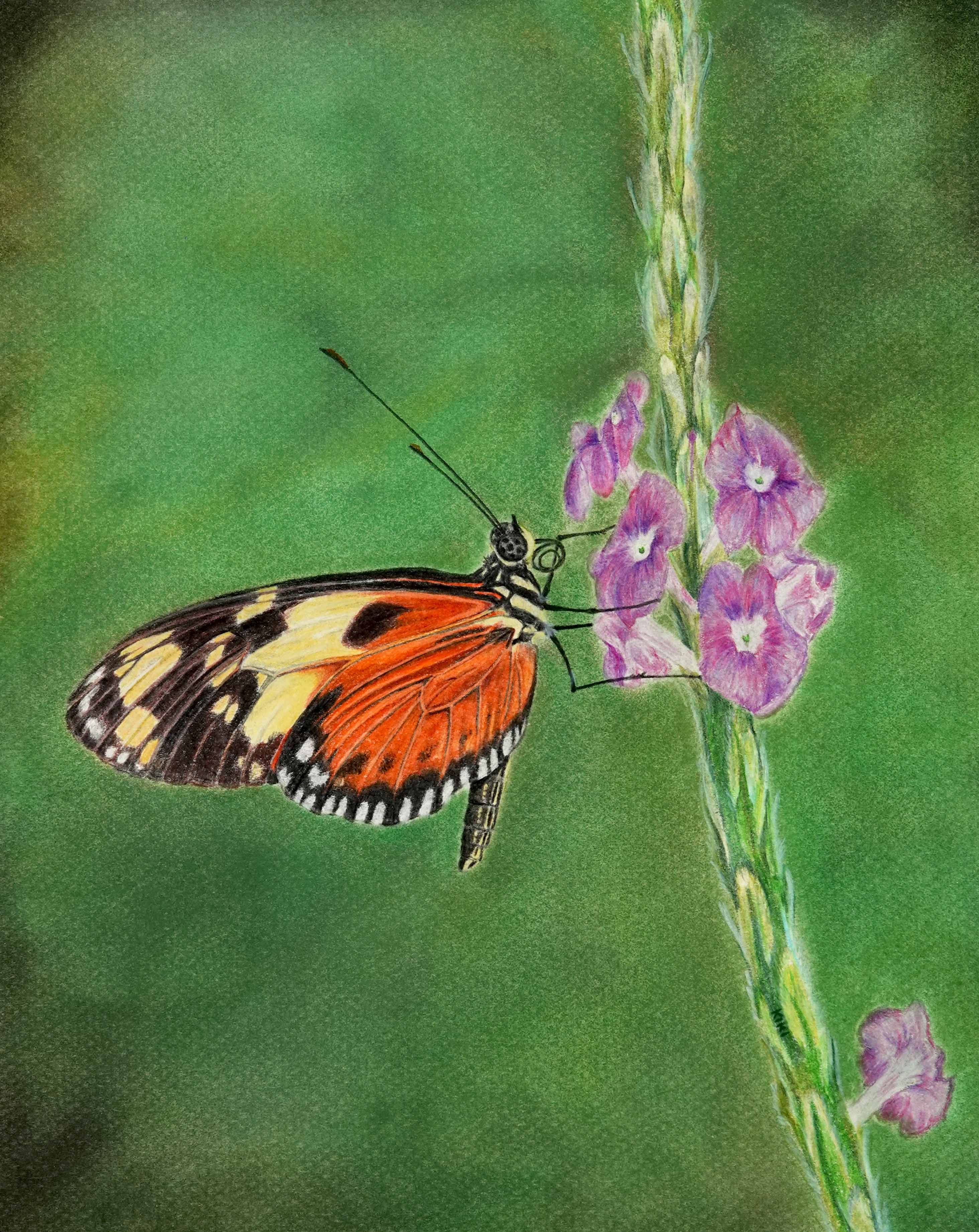 Black and orange Golden Longwing butterfly perched on purple flowers with a green background